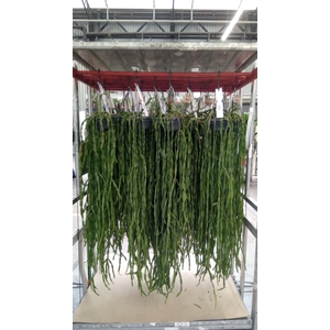 Rhipsalis   ...