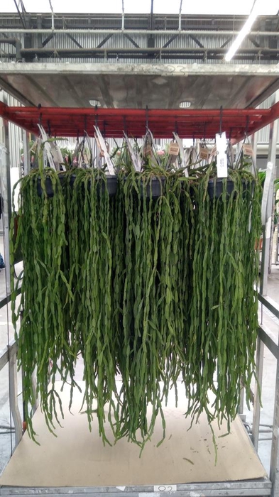 <h4>Rhipsalis   ...</h4>