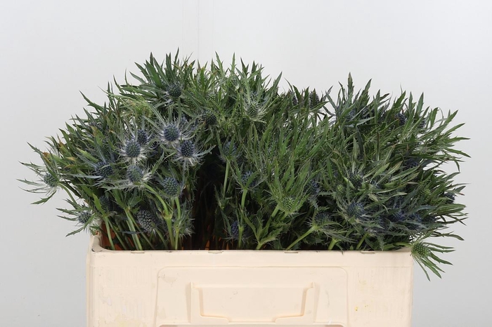 <h4>Eryngium Anita</h4>