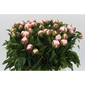 Paeonia Shirley Temple