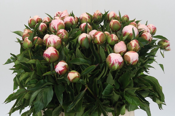 <h4>Paeonia Shirley Temple</h4>