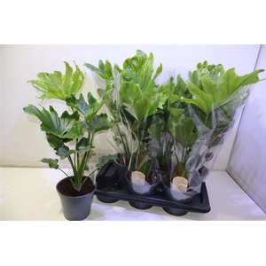 arr8 Phil Bip Little Hope