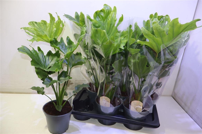 <h4>arr8 Phil Bip Little Hope</h4>