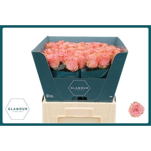 Rosa gr Sophia Loren