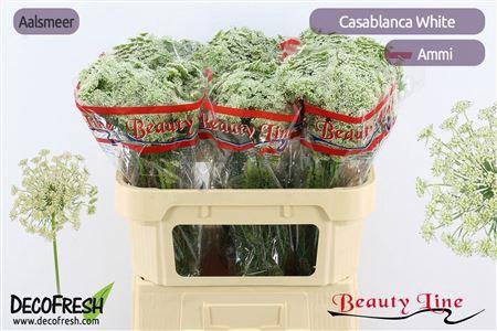 <h4>Ammi Vis Casablanca</h4>