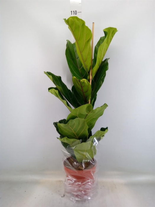 <h4>Ficus lyrata</h4>