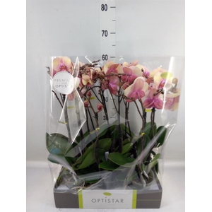 Phalaenopsis   ...rose