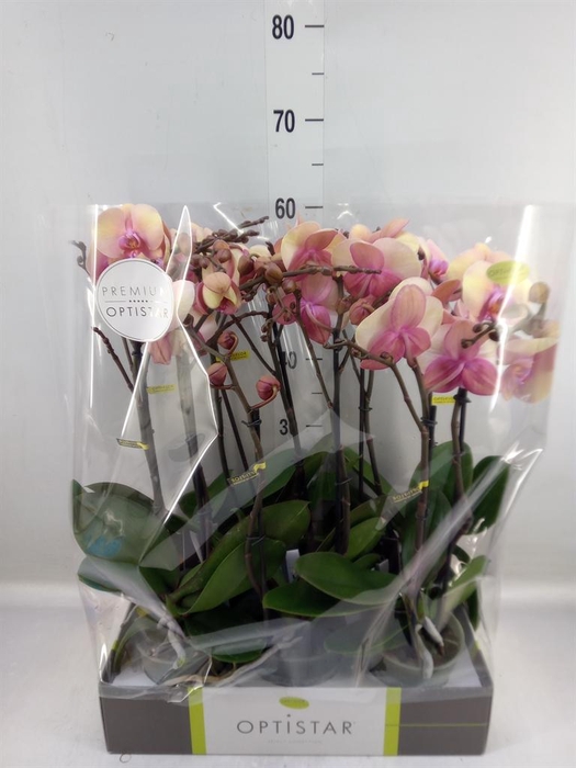 <h4>Phalaenopsis   ...rose</h4>