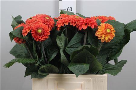 <h4>Dahl Orange Fox</h4>