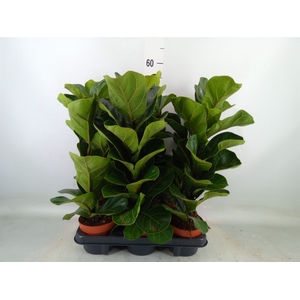 Ficus lyrata 'Bambino'