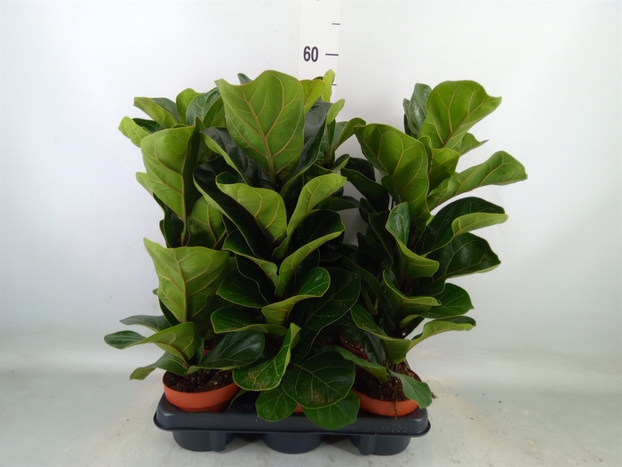 <h4>Ficus lyrata 'Bambino'</h4>