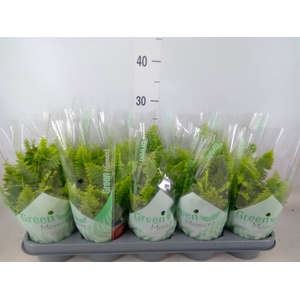 Nephrolepis exal. 'Green Moment'