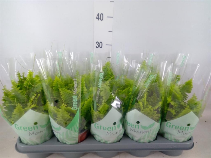 <h4>Nephrolepis exal. 'Green Moment'</h4>