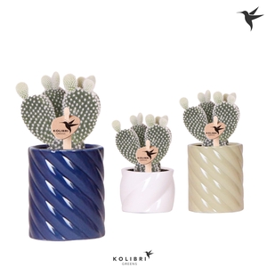 Kolibri Greens Opuntia white in Candy pot blue mix