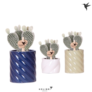 Kolibri Greens Opuntia white in Candy pot blue mix