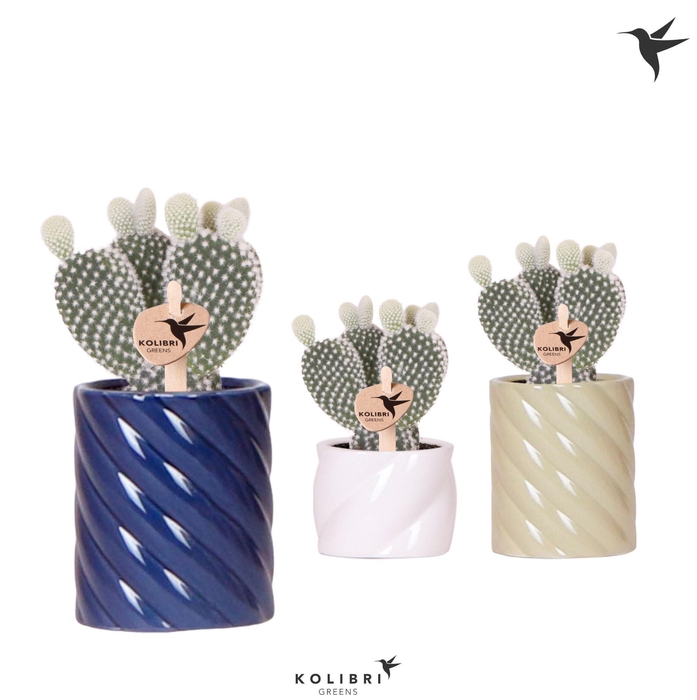 <h4>Kolibri Greens Opuntia white in Candy pot blue mix</h4>