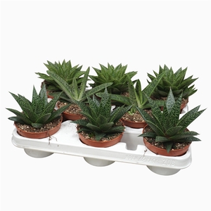 Aloë/Haworthia mix 10,5 cm in 208 fust