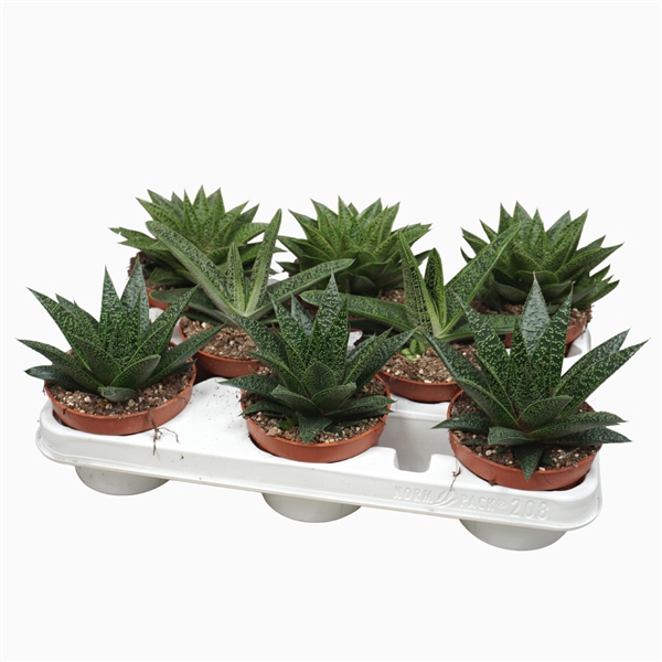 <h4>Aloë/Haworthia mix 10,5 cm in 208 fust</h4>