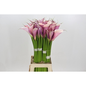 Zantedeschia Eydolls Purple White