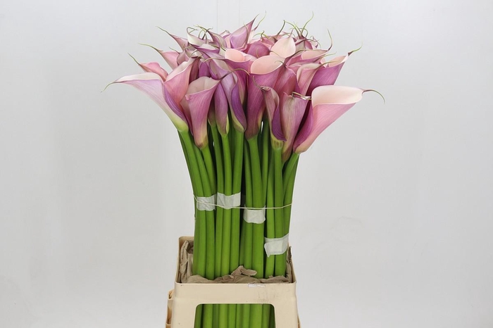 <h4>Zantedeschia Eydolls Purple White</h4>