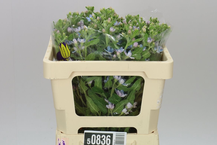 <h4>Oxypetalum Coeruleum</h4>