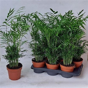 Chamaed Elegans