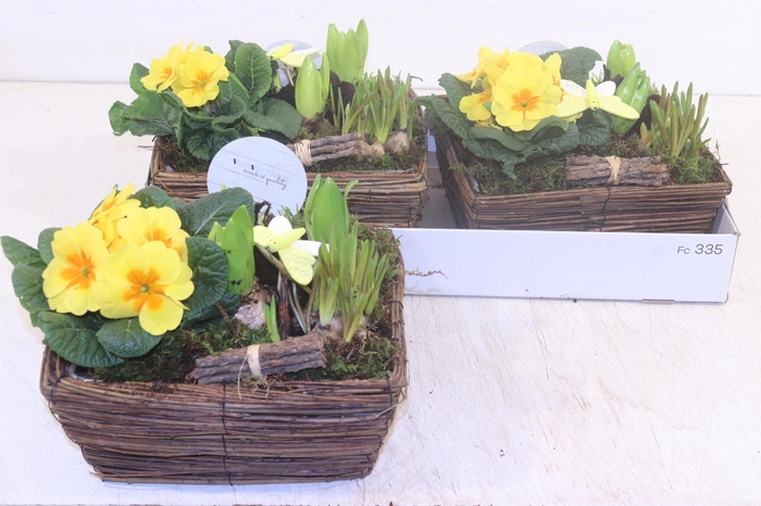 <h4>ARR TUINPLANTEN</h4>