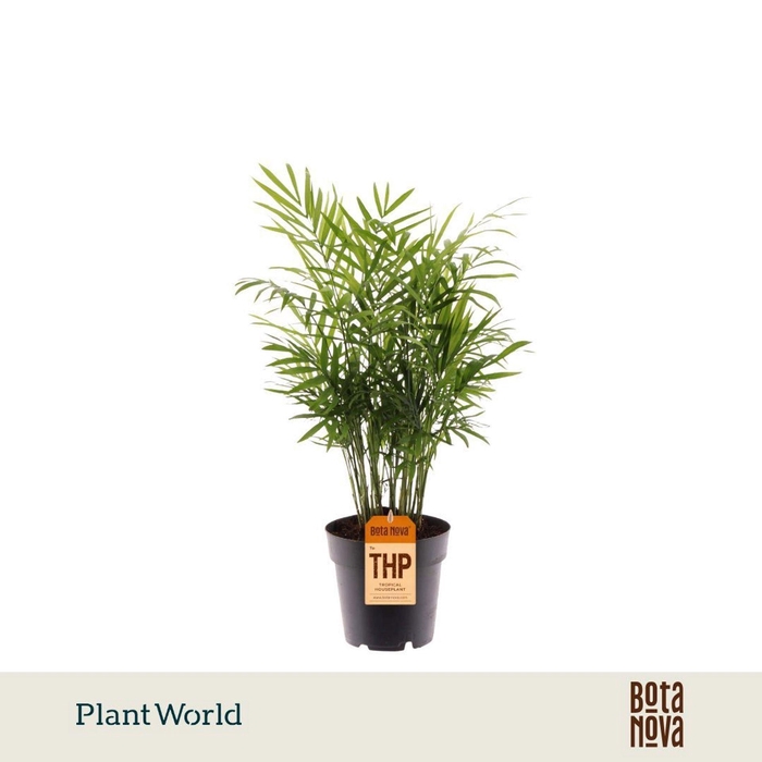 <h4>Chamaedorea elegans</h4>