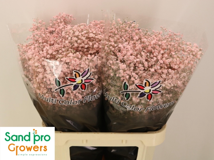 <h4>GYPS KLB H%</h4>