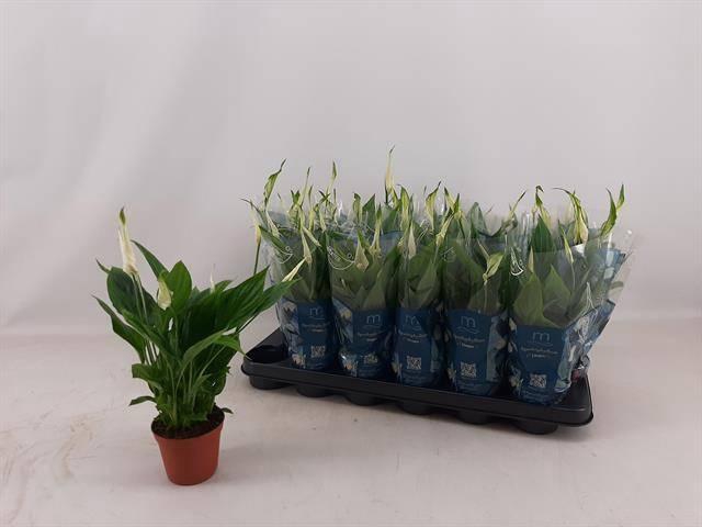 <h4>Spath Chopin</h4>