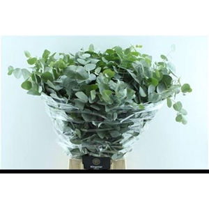 Euca Cinerea Heavy 5 Stems Selected