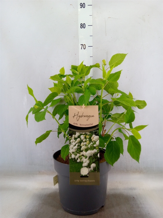 <h4>Hydrangea arbor. 'Annabelle'</h4>