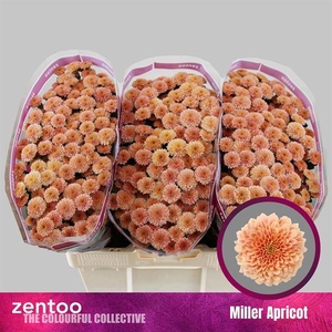 Chrys santini Miller Apricot