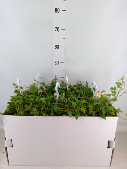 <h4>Hedera helix 'Anna'</h4>