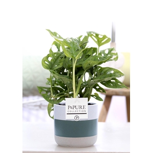 Monstera Adansonii in P&PURE Lauren ceramics