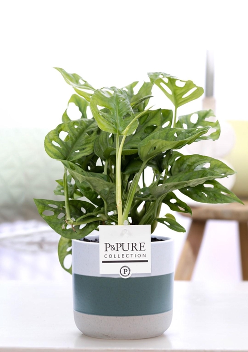 <h4>Monstera Adansonii in P&PURE Lauren ceramics</h4>