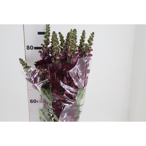 BOCA DE LEAO VINHO 070 CM