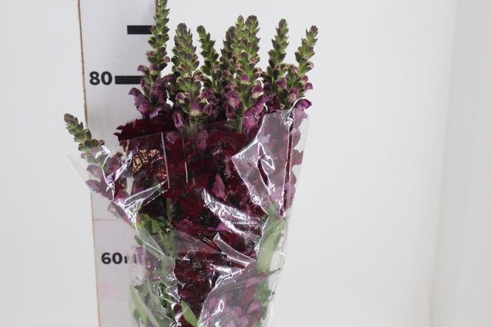 <h4>BOCA DE LEAO VINHO 070 CM</h4>