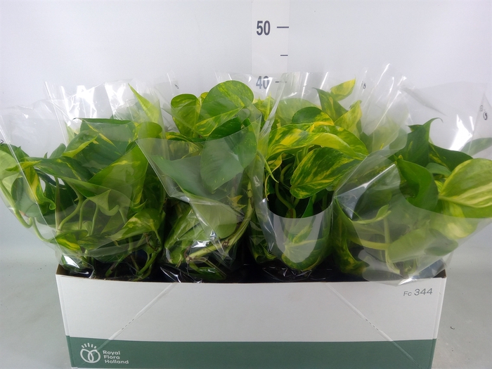 <h4>Epipremnum pinn. 'Aureum'</h4>