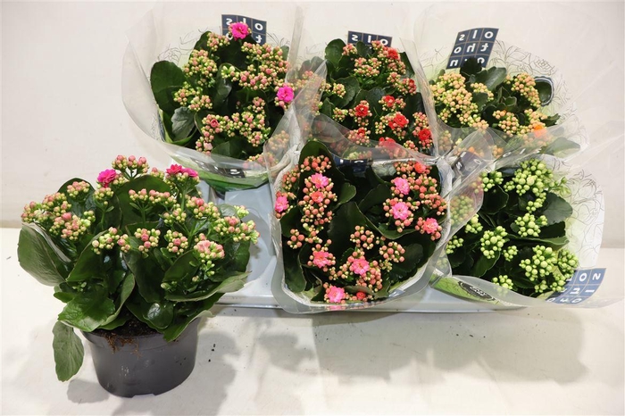 <h4>Kal Ge Gem 5 Kl</h4>