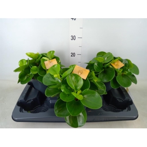 Peperomia obt. 'Green Gold'