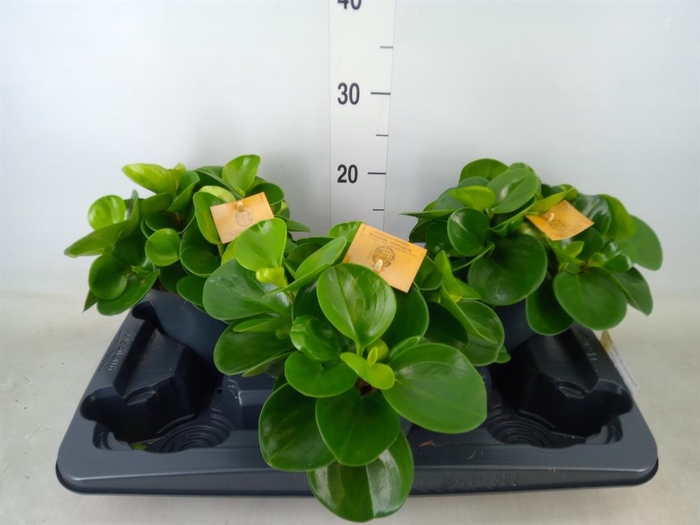 <h4>Peperomia obt. 'Green Gold'</h4>