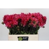 Dahlia Pink Punk