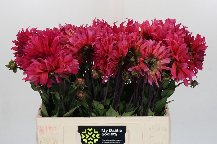 Dahlia Pink Punk