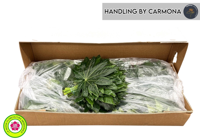 <h4>FATSIA JAPONICA BLAD</h4>