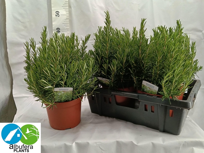 <h4>ROSMARIN OF OV</h4>