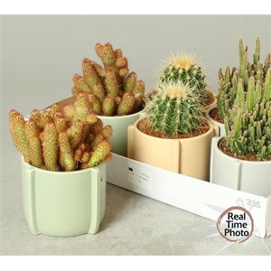 Cactus Gem Ceramic