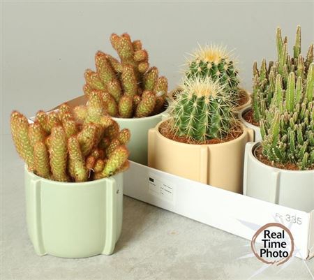 <h4>Cactus Gem Ceramic</h4>