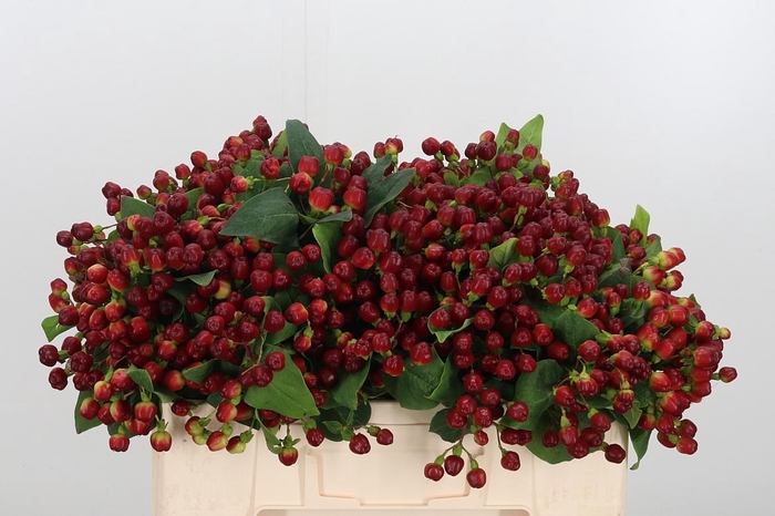 <h4>Hyp Mag Cherry</h4>