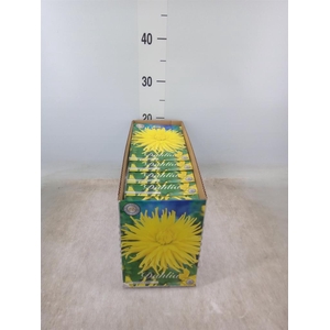 Dahlia   ...flowerbulbs